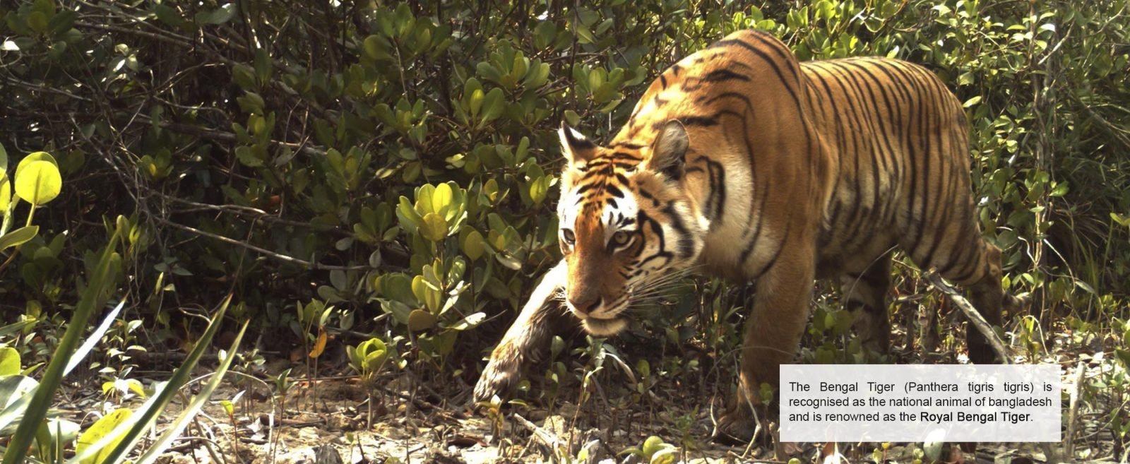The Royal Bengal Tiger